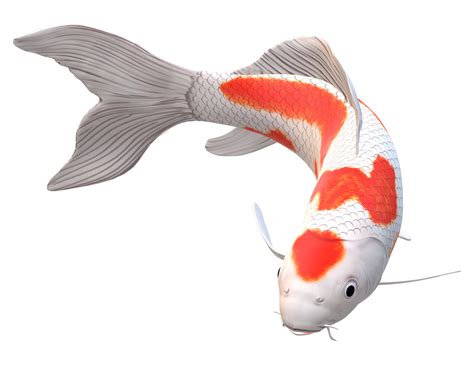 Fish PNG Images Transparent Background.